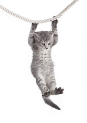 Katzen Baby haengt an Seil