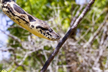 Malagasy or Madagascar Tree Boa (Boa manditra or Sanzinia madaga
