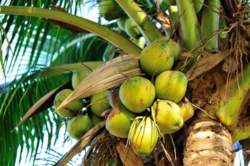 coconut fruits grow on tree