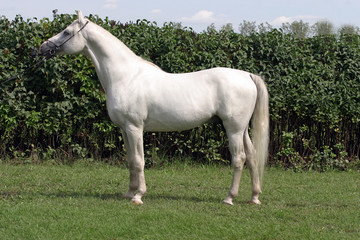 Obraz na płótnie Canvas Beautiful young purebred gray arabian stallion on summer pasture