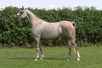 Naklejka na ściany i meble Beautiful young purebred gray arabian mare on summer pasture