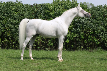 Obraz na płótnie Canvas Beautiful young purebred gray arabian stallion