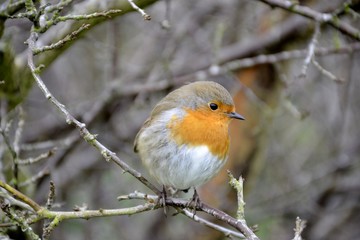 Close up of a robin