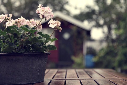 Fototapeta Pot with flowers outdoors