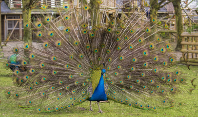 Obraz premium Male peacock
