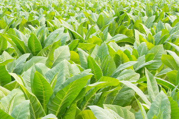 Green tobacco field,Tobacco plantation.