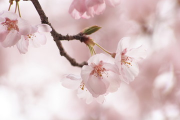 桜の花