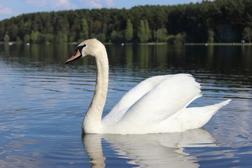 Swan on the lake
