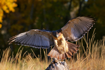 Red-tailed hawk in flight