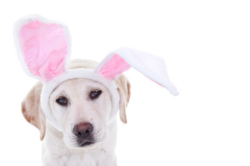 Easter bunny dog in bunny ears