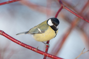 portrait of a tit