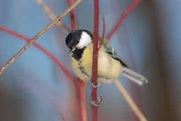 tit close up