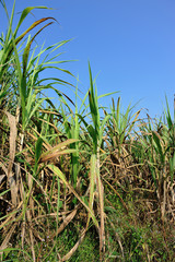 sugarcane