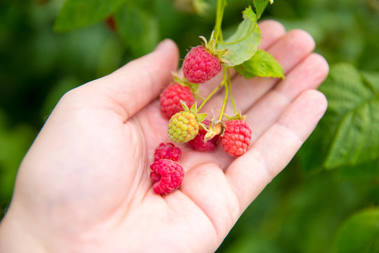 raspberries from bush on palm