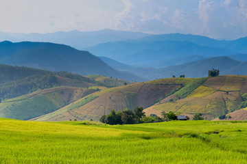 Fototapeta na wymiar Rice field in Chiangmai