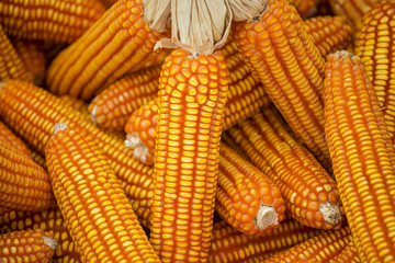 Fototapeta na wymiar dried corn background and texture