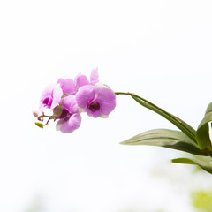 Fototapeta na wymiar Orchids.