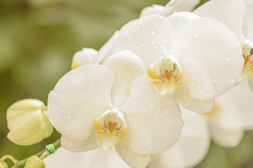 Naklejka na ściany i meble White Phalaenopsis orchid