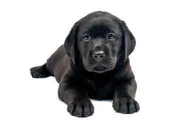 Black Labrador puppies