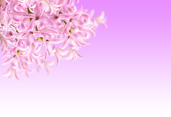Collage of colors pink hyacinth