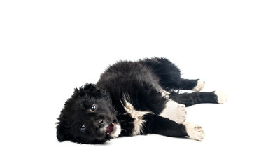 Fototapeta premium puppy isolated
