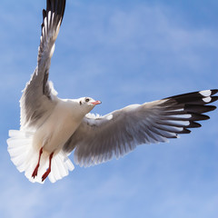 Seagull flying on blue sky background