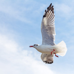 Seagull flying on blue sky background