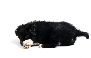 puppy isolated