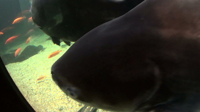 Giant catfish swimming and gliding underwater.