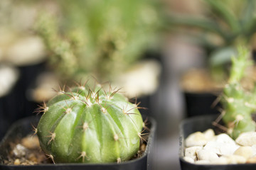 close up cactus