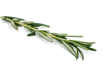 Fototapeta premium fresh rosemary