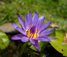 Beautiful violet lotus, close-up shot.