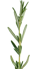 fresh rosemary
