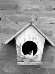 Bird house