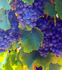 Close-up of vineyards plantation