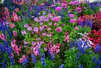 wildblumenwiese