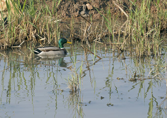 birds in the Hula Nature Reserve