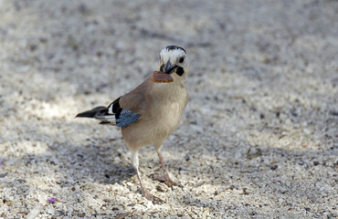 jay with a black beak