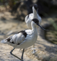 long-nosed bird