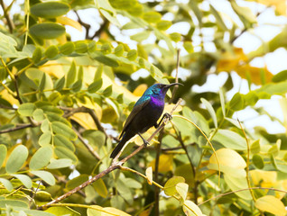Hummingbird