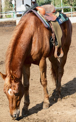 beautiful horse with a saddle