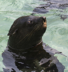 fur seal portrait