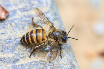 close up bee on the ground