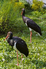 bird duo
