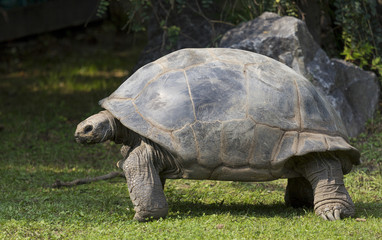 Obraz premium giant Tortoise