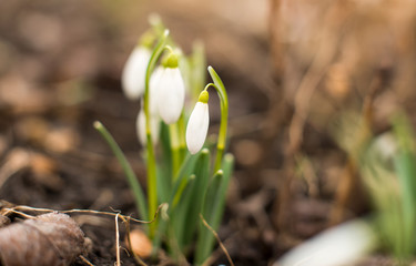 first flowers of spring snowdrops