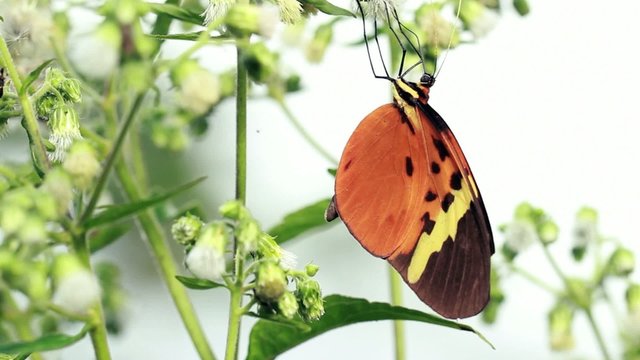 Large heliconid butterfly sucking nectar from tropical flowers