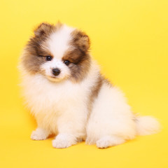 Spitz puppy