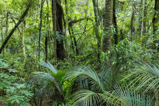 Lush Green Tropical Jungle