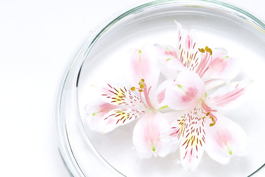 アストロメリア Images Browse 49 Stock Photos Vectors And Video Adobe Stock アストロメリア Images Browse 49 Stock Photos Vectors And Video Adobe Stock